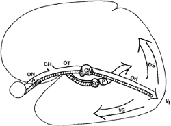 http://lea-test.fi/en/ped/images/pathways.gif