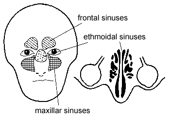 Adipose Tissue Function In The Eye