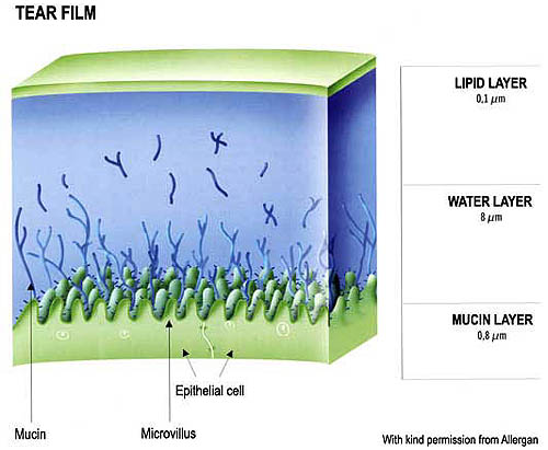 evaporation of water. evaporation of water